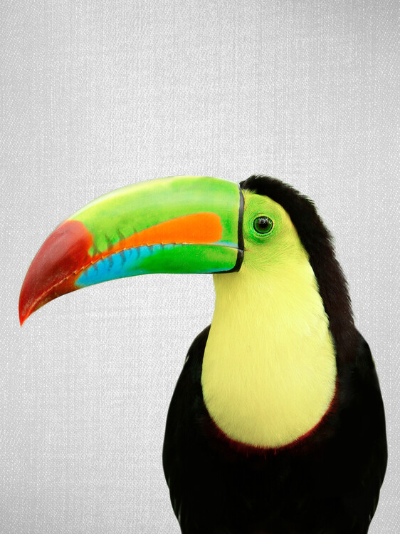 Plakát Toucan Bird