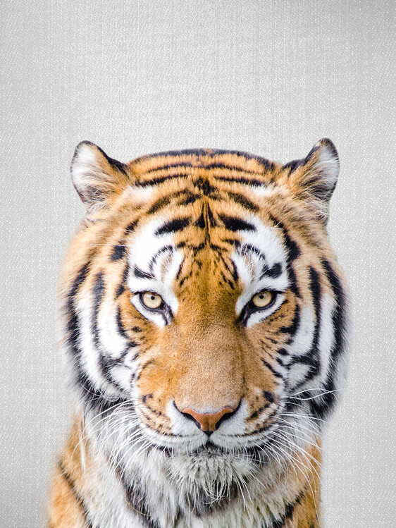Canvas Print Tiger