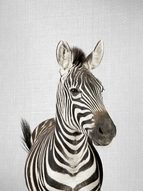 Plakát Zebra