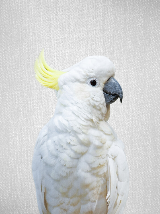 Plakát White Cockatoo