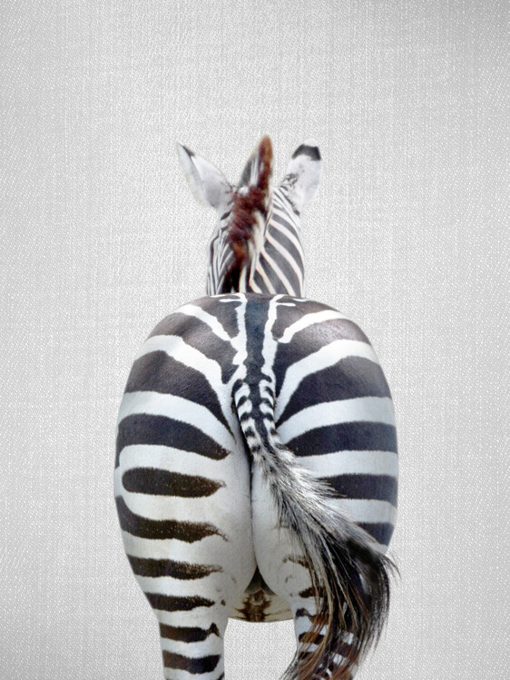 Plakát Zebra Tail