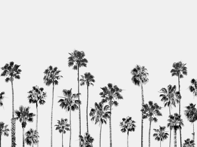 Poster Black & White Palms