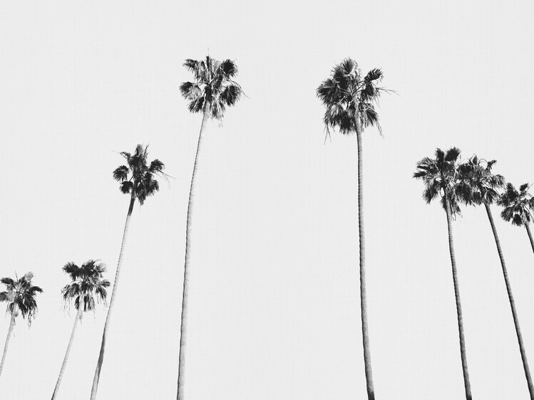 Poster Black & White Palms