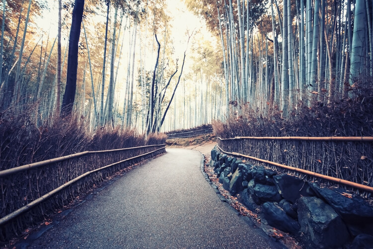 Poster Bamboo Forest