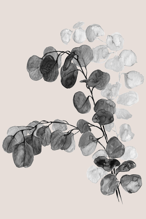 Plakát Watercolor silver dollar eucalyptus in grey