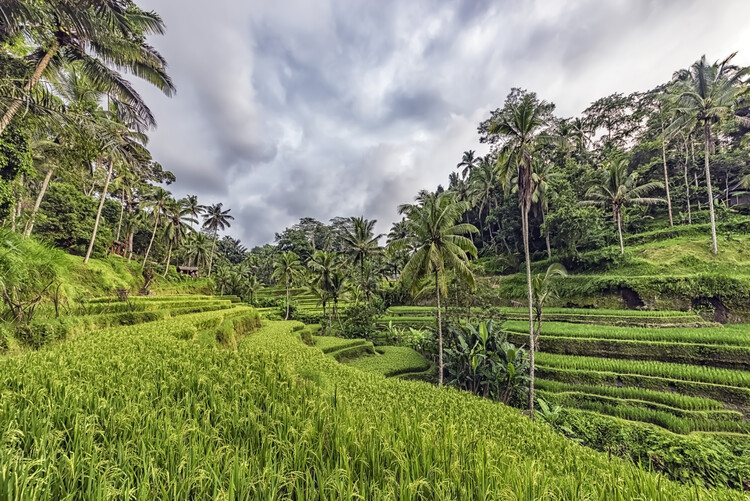 Poster Bali Landscape