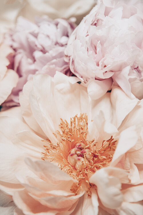 Poster Retro Peonies