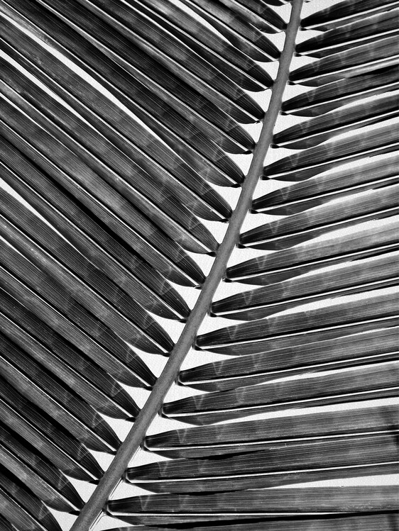 Плакат Palm Leaf 2 - Black & White