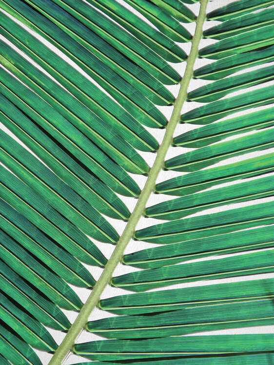 Poster Palm Leaf 2
