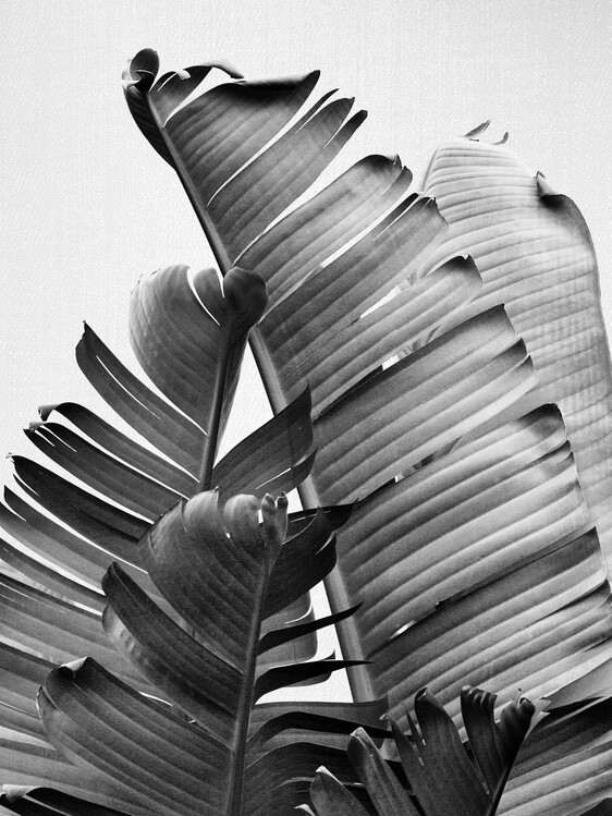 Poster Banana Leaves - Black & White