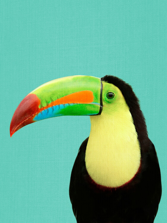Plagát Toucan Bird in Blue