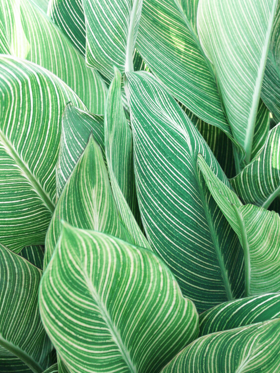 Poster Tropical Leaves