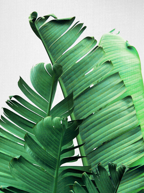 Poster Banana Leaves
