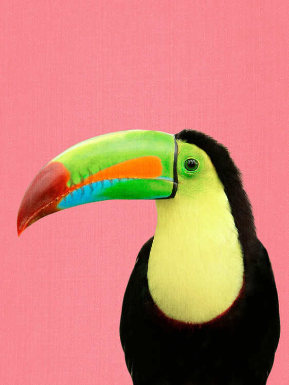 Принти на полотні Toucan Bird in Pink