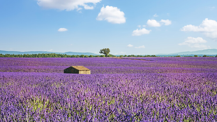 Poster Provence Landscape