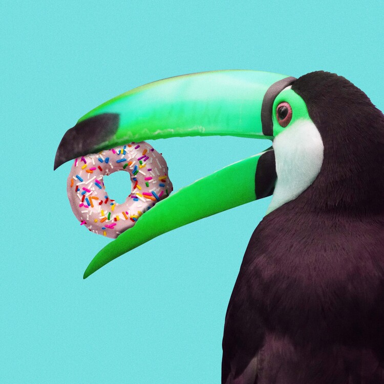 Póster Sweet Toucan
