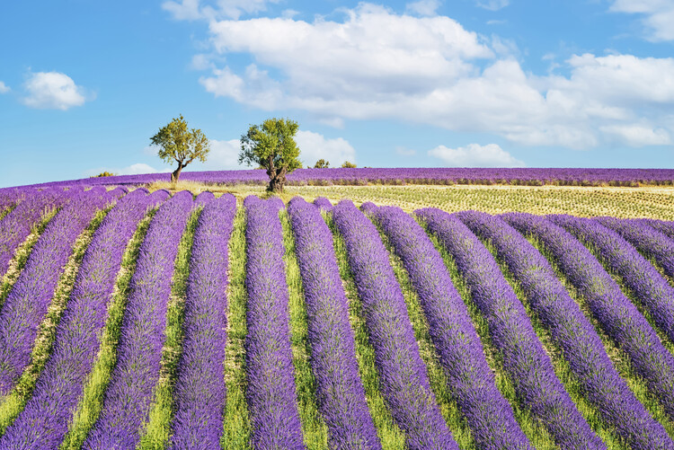 Poster Lavender Field