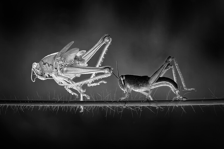 Levně Plakát, Obraz - Molting Grasshopper, Adhi Prayoga, 40 × 26.7 cm