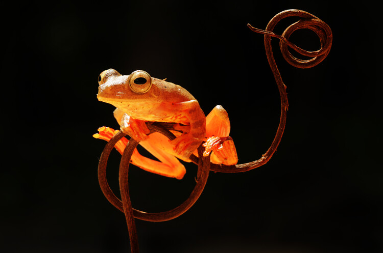 Poster Tree Frog
