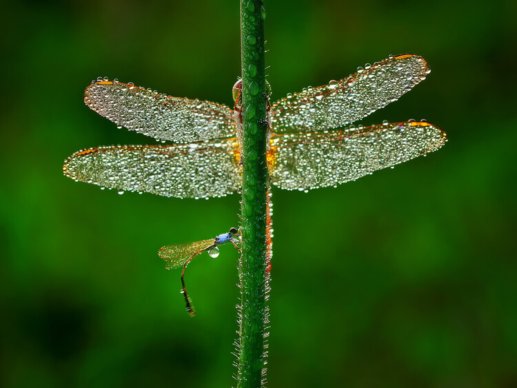 Canvas Print Dragonfly