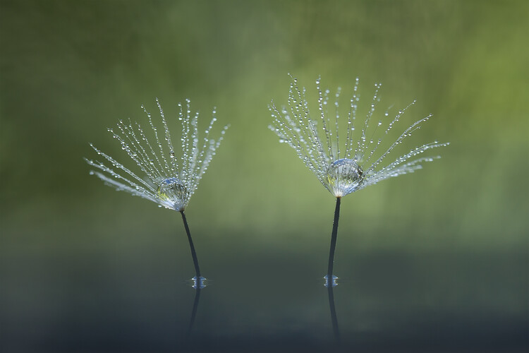 Levně Plakát, Obraz - Dandelion Flowers, Abdul Gapur Dayak, 40 × 26.7 cm