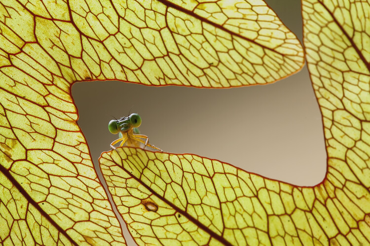Canvas Print Dragonfly and Leaves of Lukut