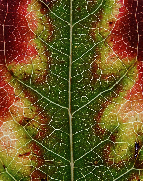 Poster Autumn Leaf