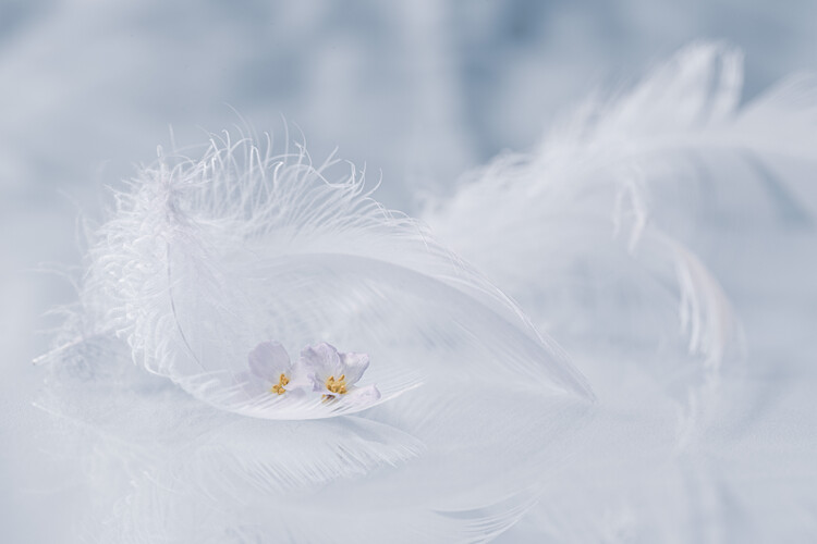 Sticker Arioso of spring