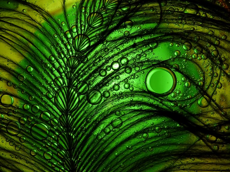 Canvas Print Feather Abstract