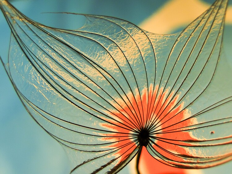 Levně Plakát, Obraz - Dandelion Abstract, Ivan Lesica, 40 × 30 cm