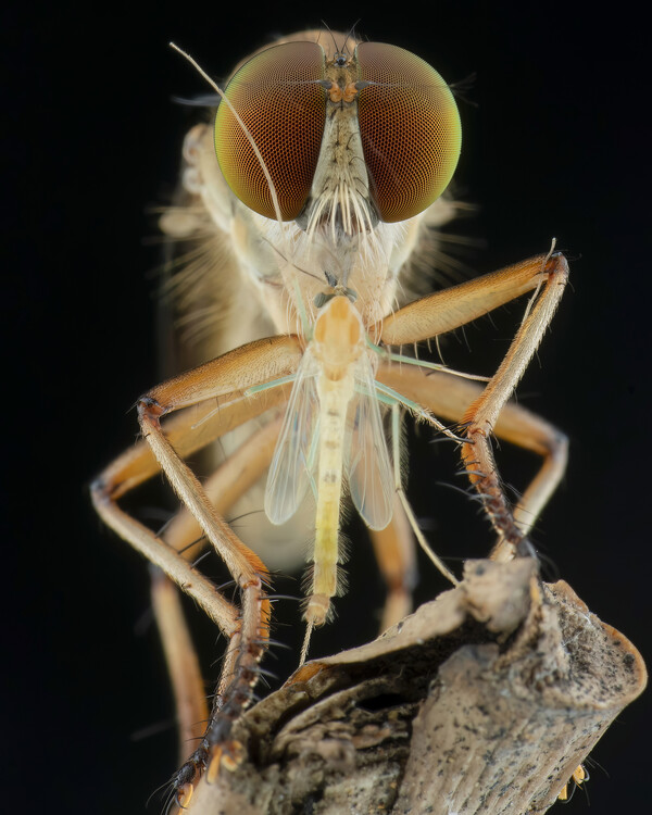 Poster robberfly and prey