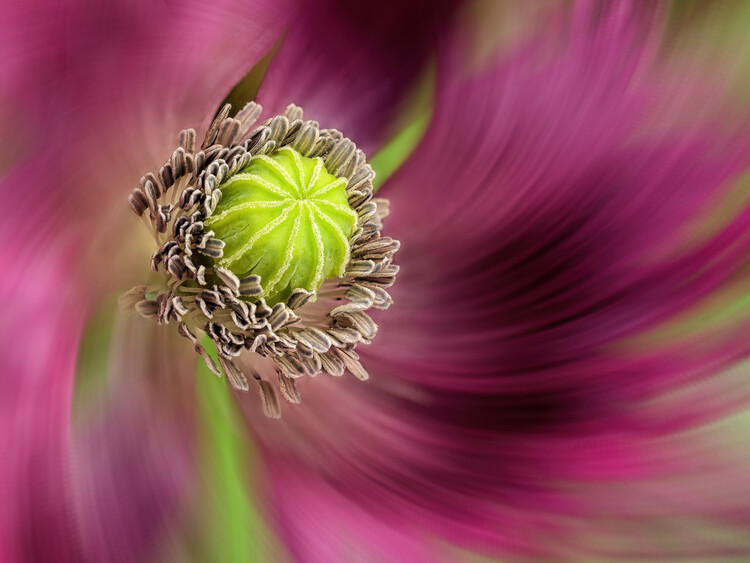 Poster Dance With Me