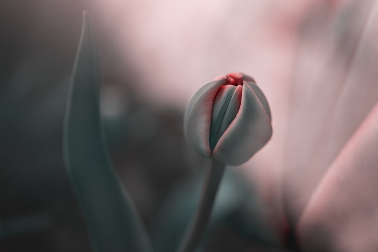 Poster Sweet daydream