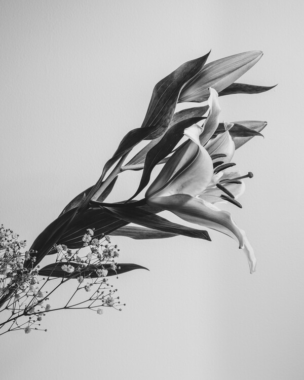 Poster A Beautiful Flower