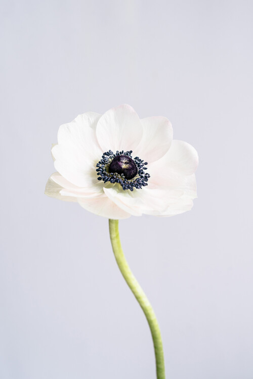Obraz na plátně Precious Anemone