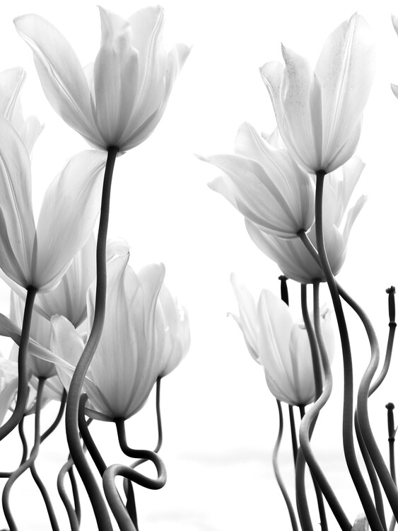 Poster Tulips