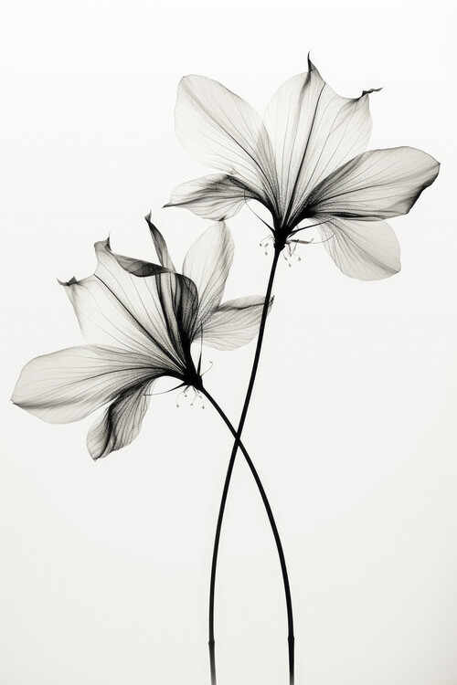 Poster Transparent Botanic No 6