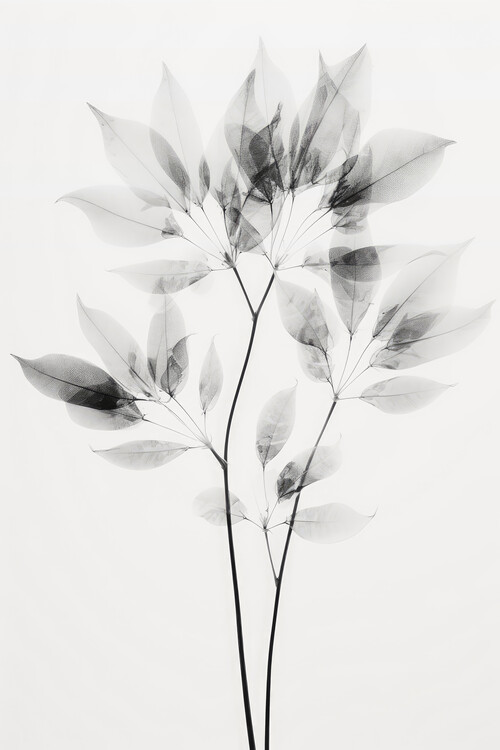 Poster Transparent Botanic No 8