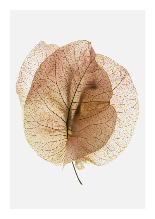 Levně Plakát, Obraz - Bougainvillea Study No7, Shot by Clint, 30 × 40 cm