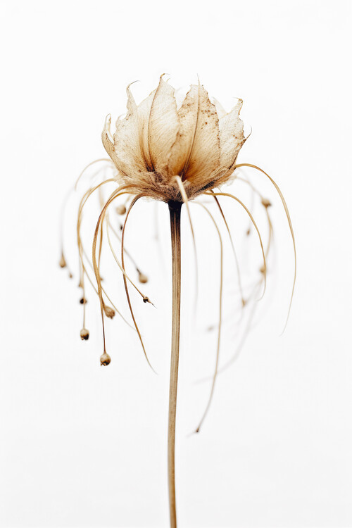 Canvas Print Tentacle Flower