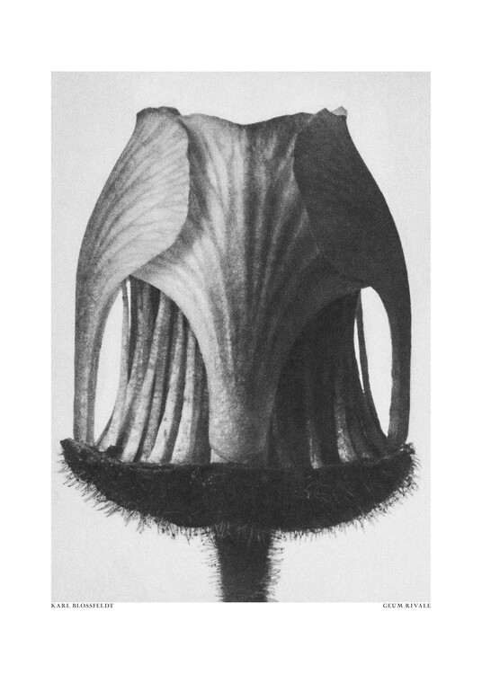 Levně Plakát, Obraz - Geum Rivale, Studio Collection, 30 × 40 cm