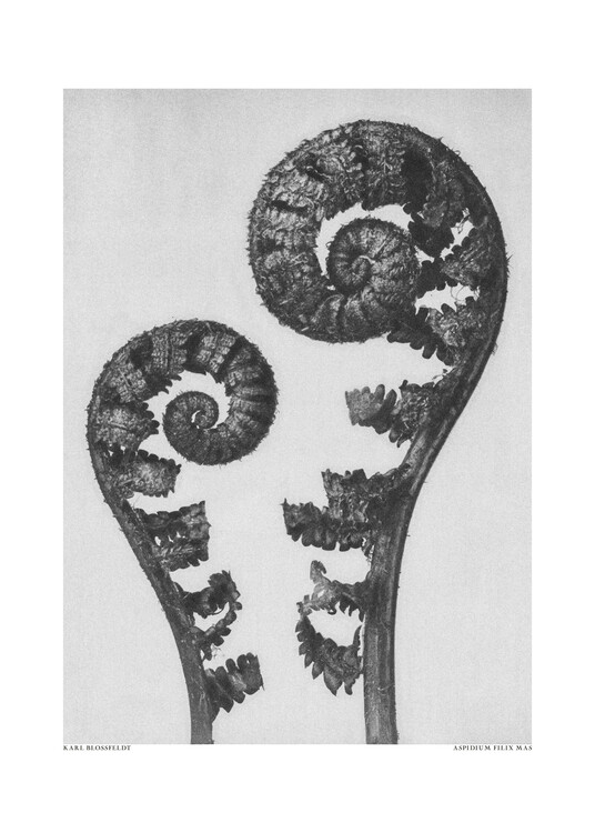 Levně Plakát, Obraz - Aspidium Filix Mas, Studio Collection, 30 × 40 cm
