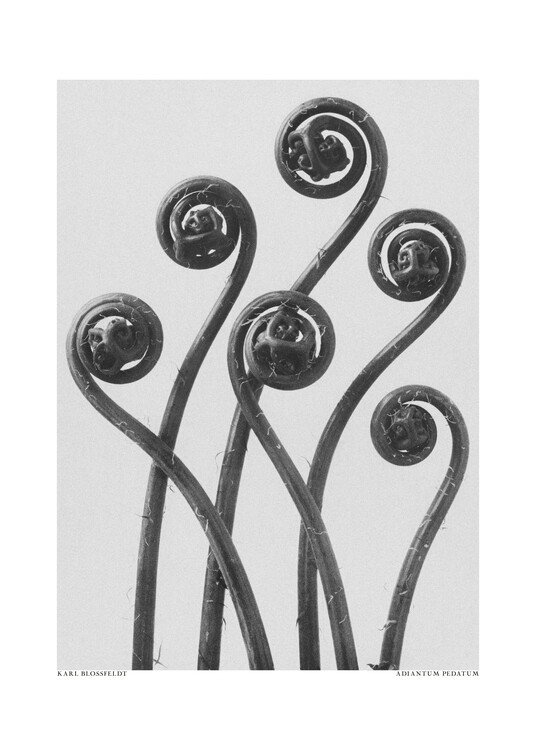 Levně Plakát, Obraz - Adiantum pedatum, Studio Collection, 30 × 40 cm