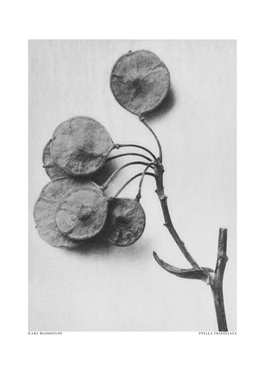 Levně Plakát, Obraz - Ptelea Trifoliata, Studio Collection, 30 × 40 cm