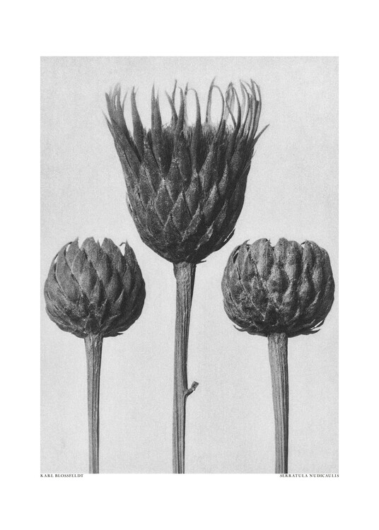 Poster Serratula Nudicaulis