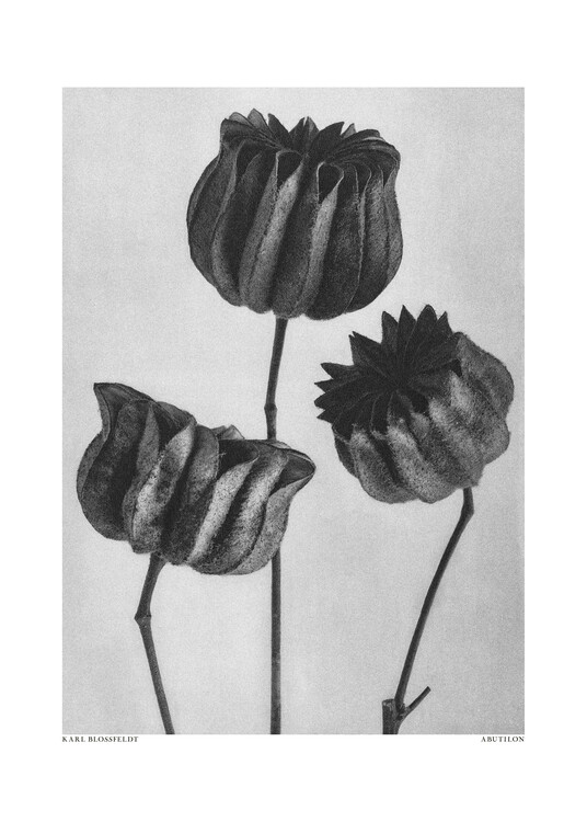 Plakát Abutilon (Lime Mallow