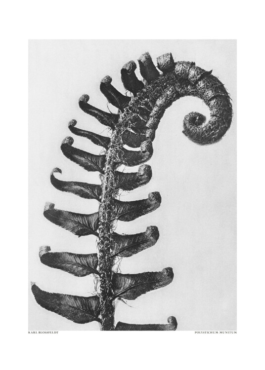 Levně Plakát, Obraz - Polystichum Munitum, Studio Collection, 30 × 40 cm