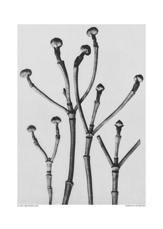 Levně Plakát, Obraz - Cornus Florida, Studio Collection, 30 × 40 cm