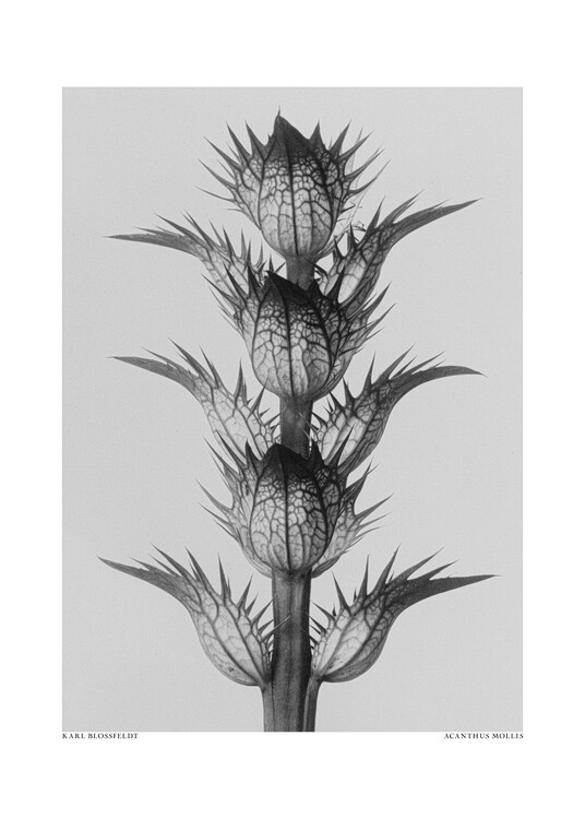 Levně Plakát, Obraz - Acanthus mollis, Studio Collection, 30 × 40 cm