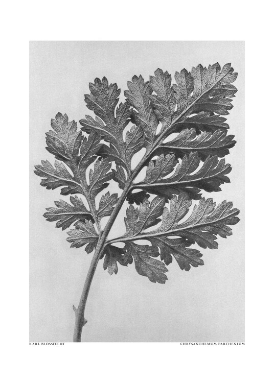 Levně Plakát, Obraz - Chrysanthemum parthenium, Studio Collection, 30 × 40 cm